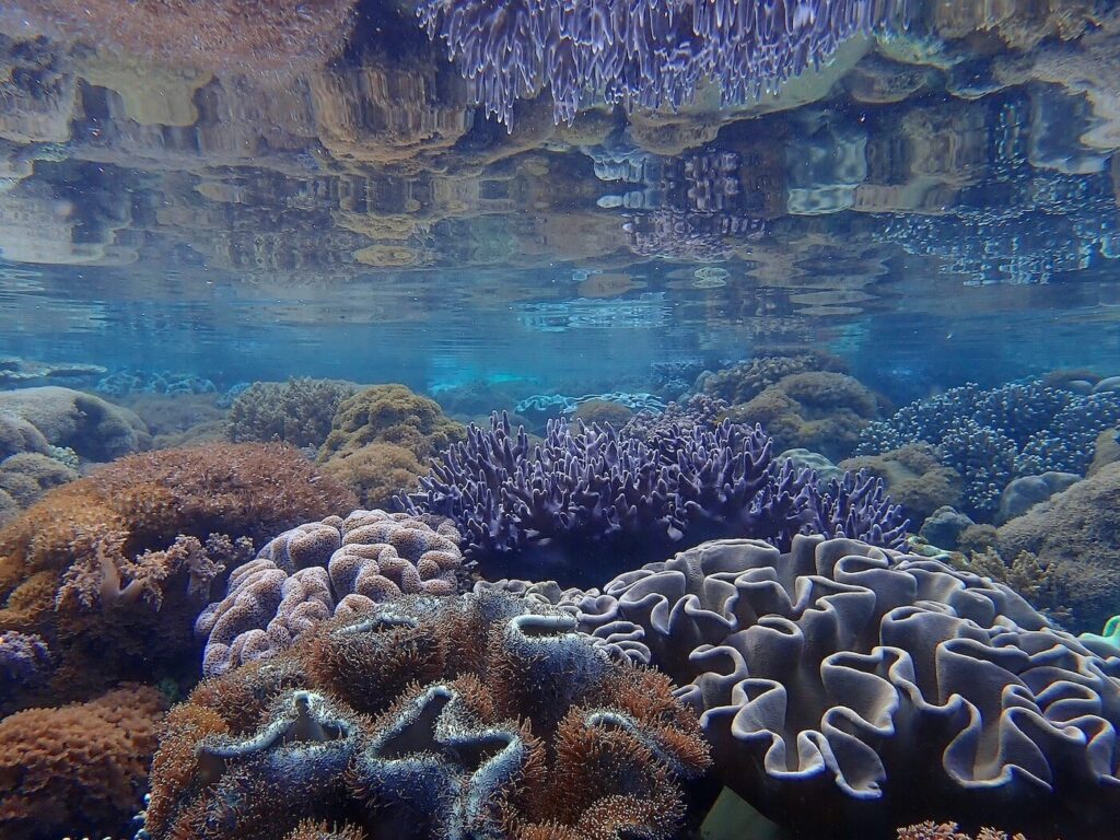 Soft Coral Alami Alor