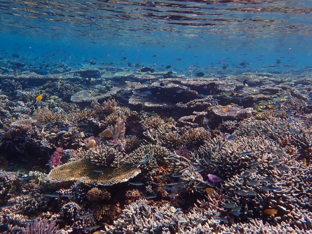 The coral reef of Komodo Resort's house reef
