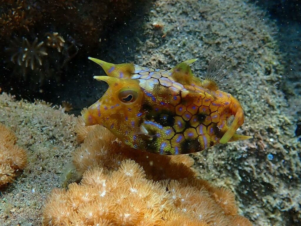 Cowfish at Alami Alor