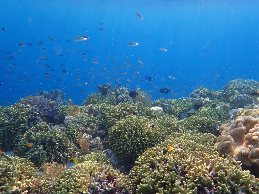 The reef drop off at Wakatobi Resort