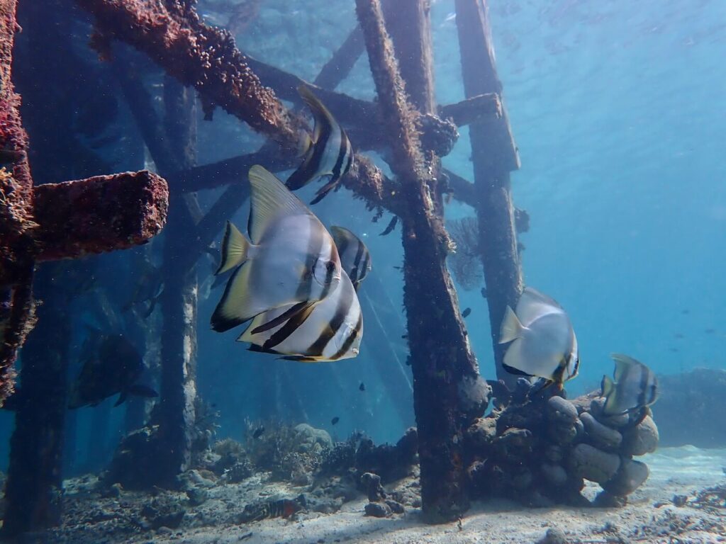 Longfin batfish at Komodo Resort's jetty