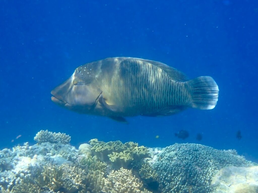 Napoleon wrasse at Wakatobi Resort