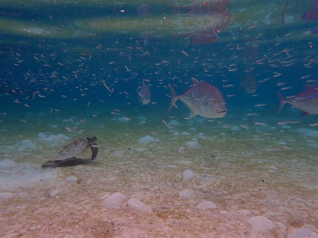 Sea turtle and jacks in the North Lagoon of Misool Resort