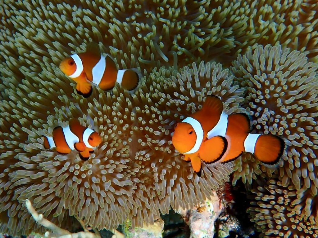 Ocellaris anemonefish at Komodo Resort