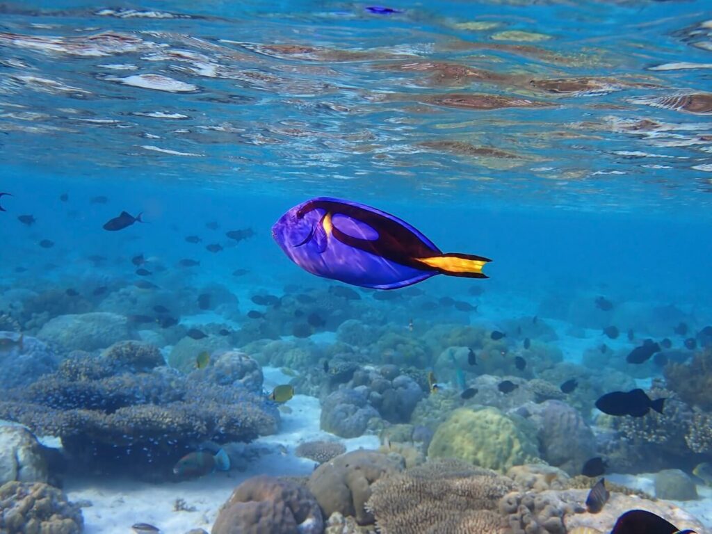 Palette surgeonfish over the reef at Wakatobi