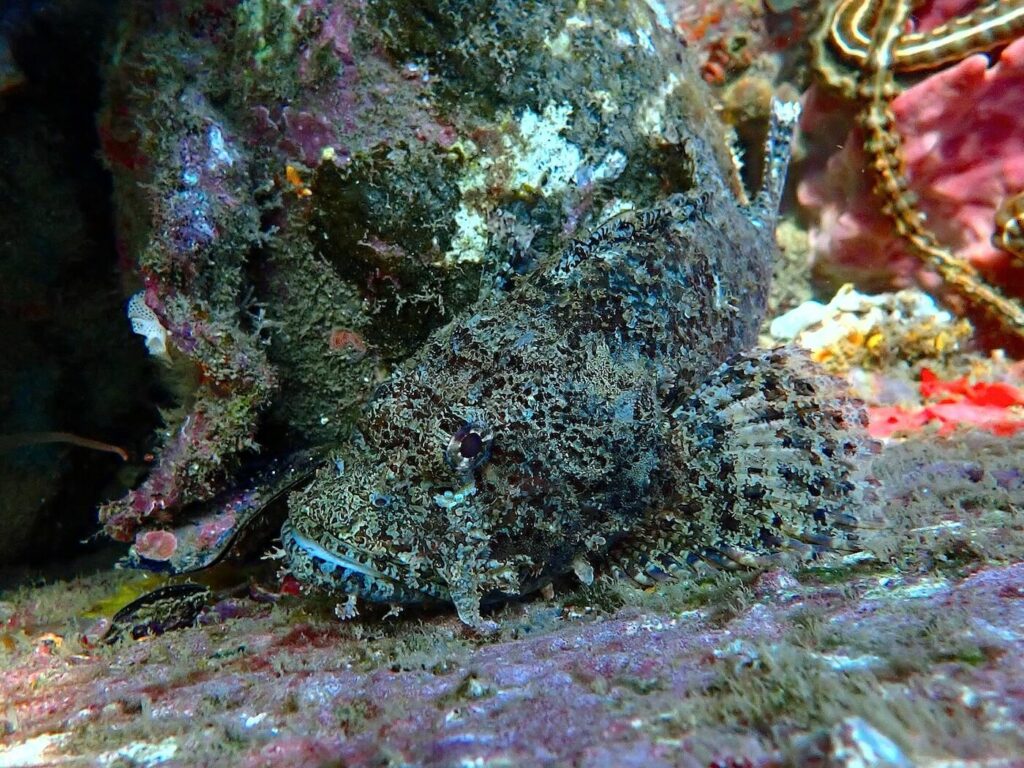 Scorpionfish at Alami Alor