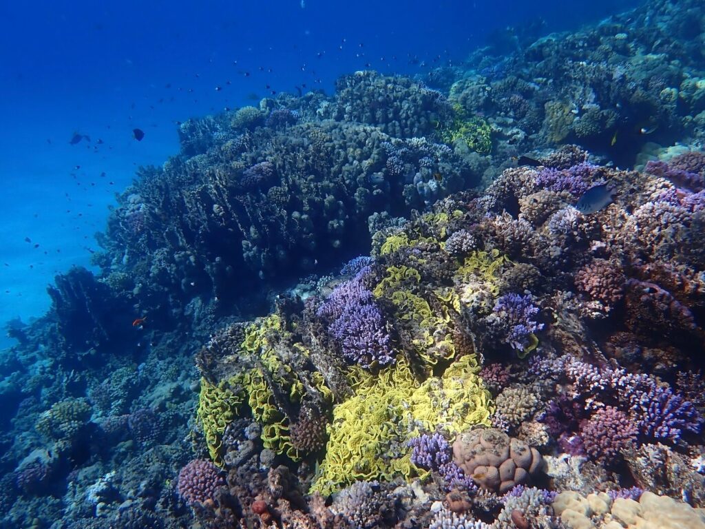 Abu Dabbab North Reef