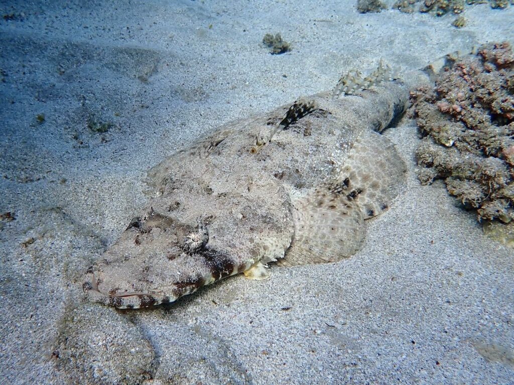 Crocodilefish at Abu Dabbab