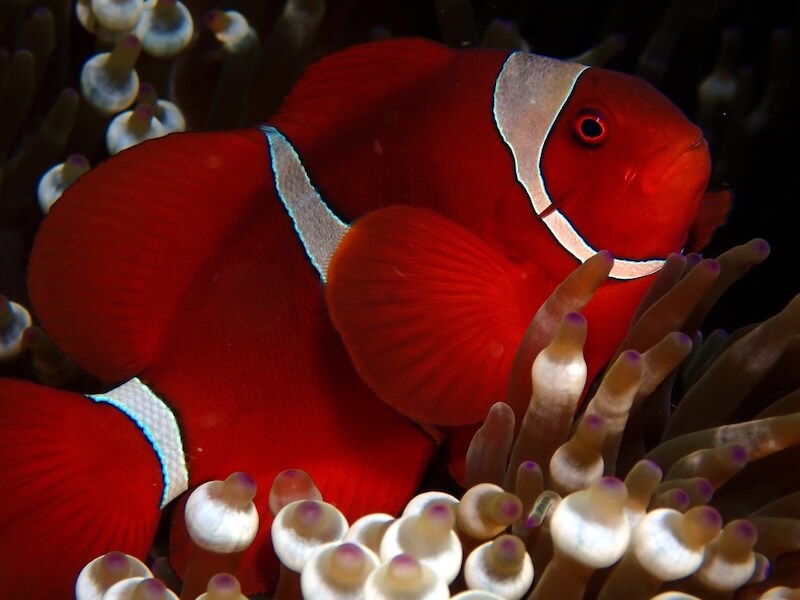 Spinecheek Anemonefish in Misool