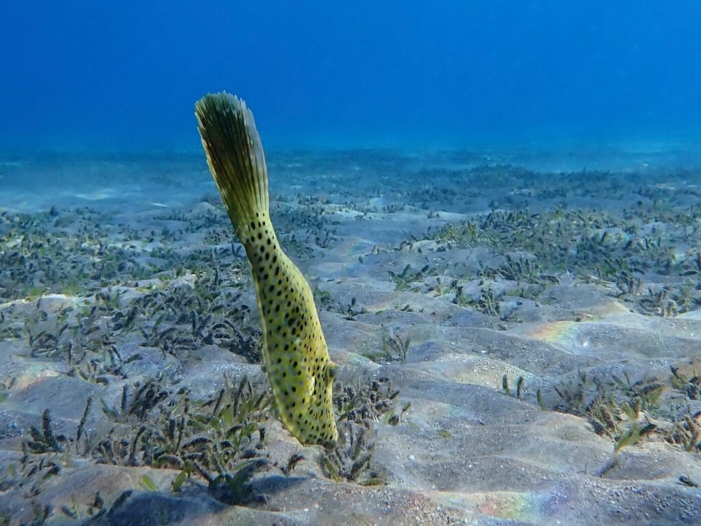 Scrawled filefish at Abu Dabbab