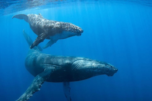 Self guided snorkeling trip in Reunion