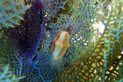 Self guided snorkeling trip in Guadeloupe