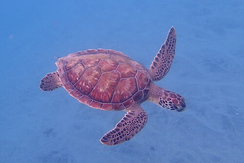 Self guided snorkeling trip in Martinique