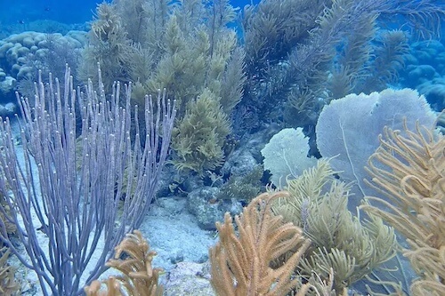 Self guided snorkeling trip in Bonaire