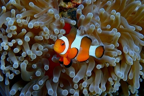 Self guided snorkeling trip in Indonesia