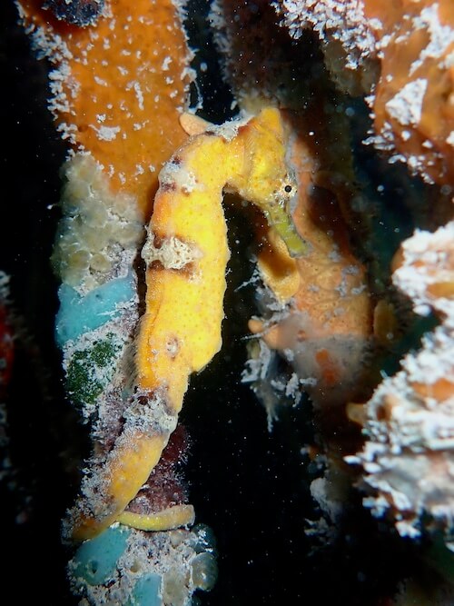 slides-planet-snorkeling - 3