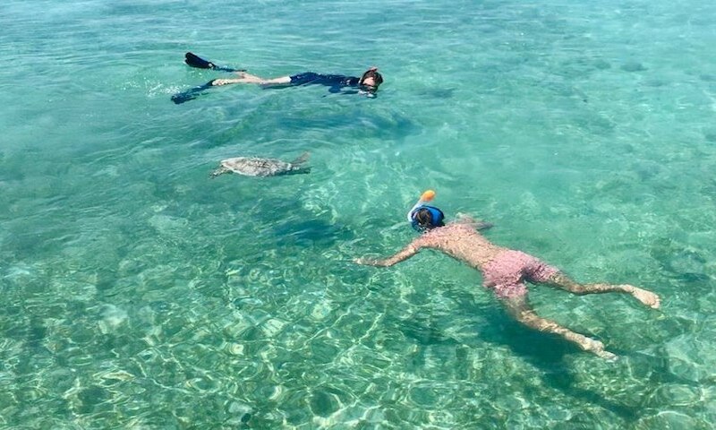 Snorkelers with sea turtles