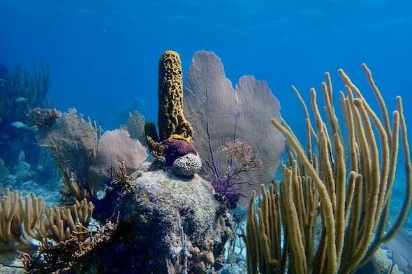Snorkeling Expedition Belize