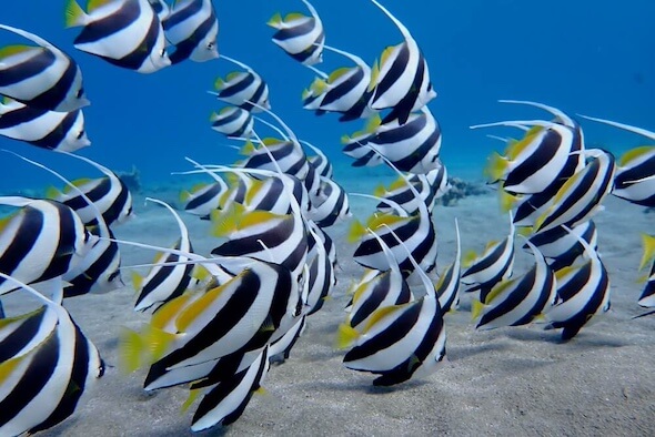 Snorkeling Expedition Egypt