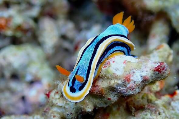 Snorkeling Expedition Indonesia