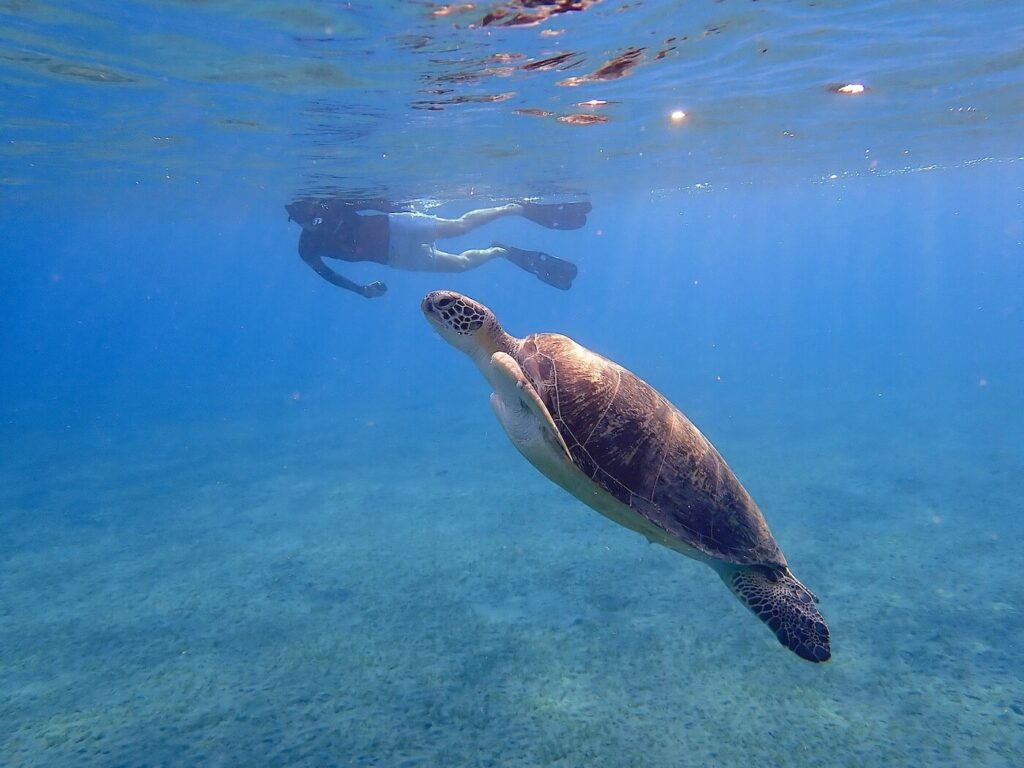 Snorkeler with sea turtle at Abu Dabbab