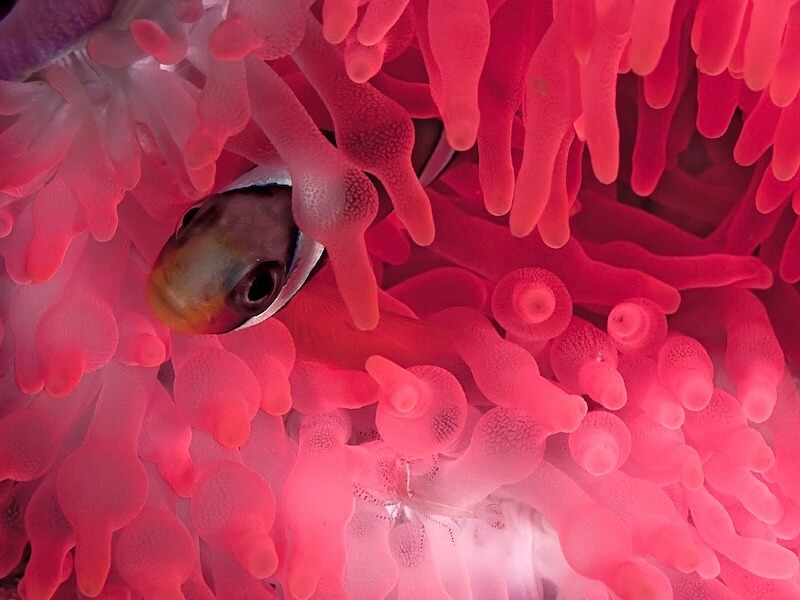 Anemonefish and shrimp in a pink sea anemone