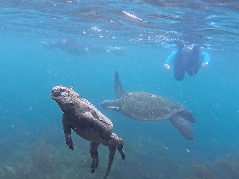 Snorkelers with marine iguana and sea turtles in Galapagos Islands