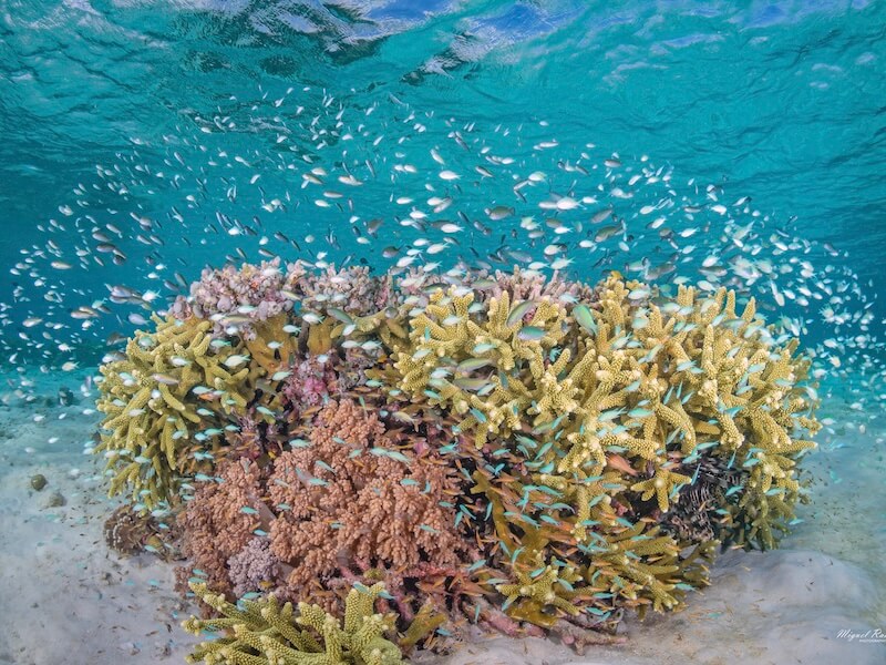 Coral on Wakatobi House Reef