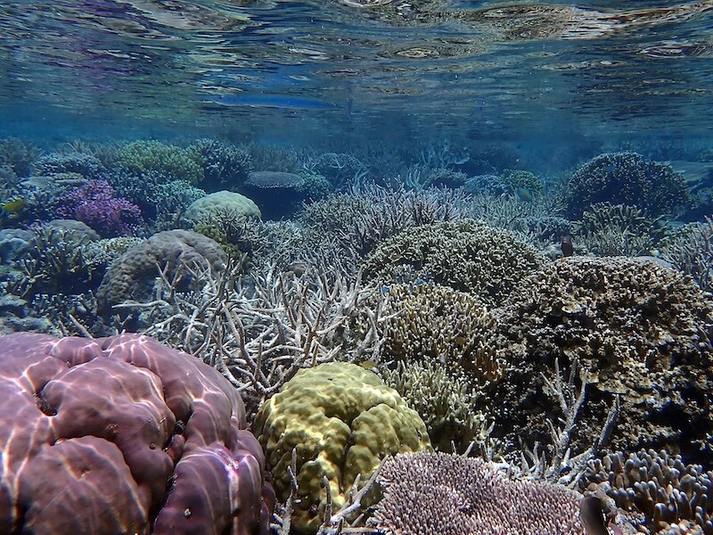 Coral reef Raja Ampat