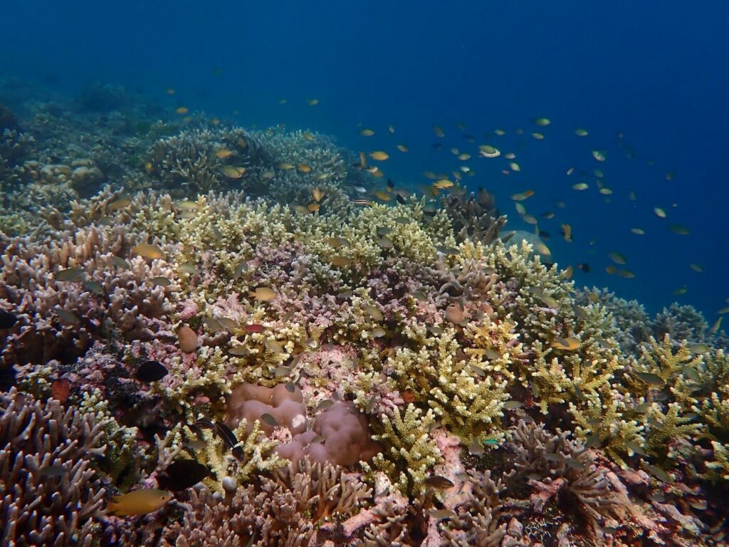 Coral reef Papua Explorers House Reef