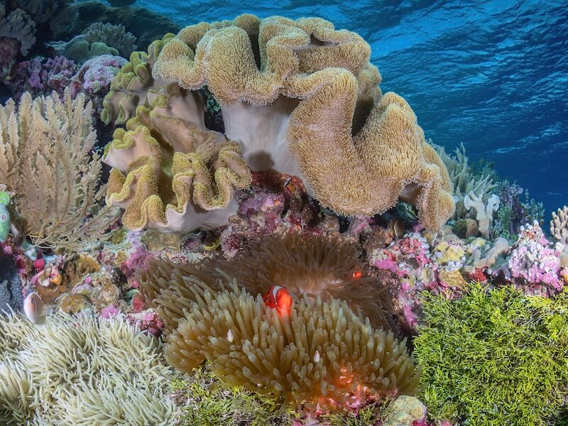 Coral reef in Wakatobi