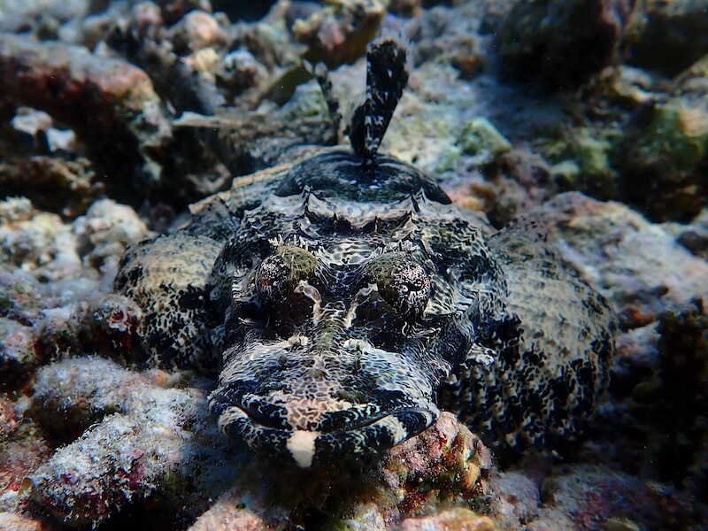 Crocodilefish