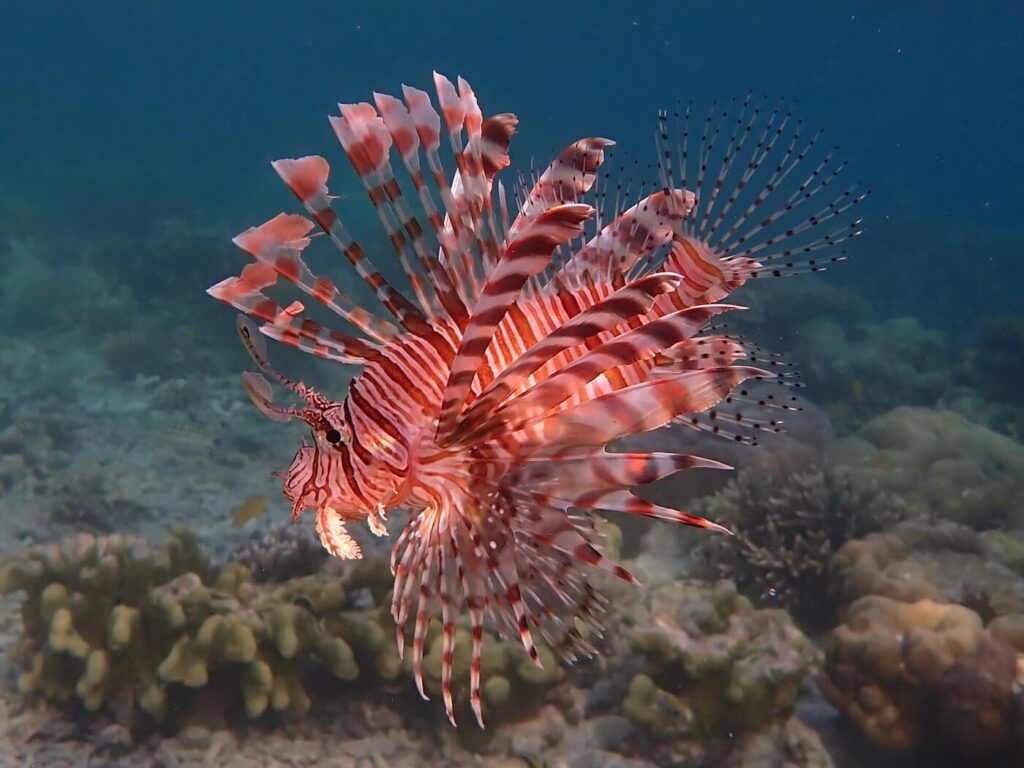 Lionfish at Papua Explorers House Reef