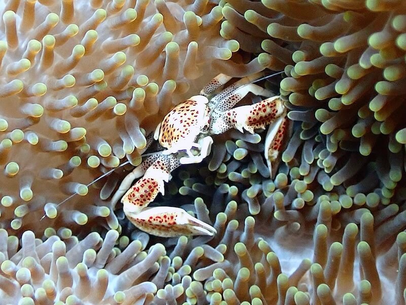 Porcelain Crab in sea anemone in Misool