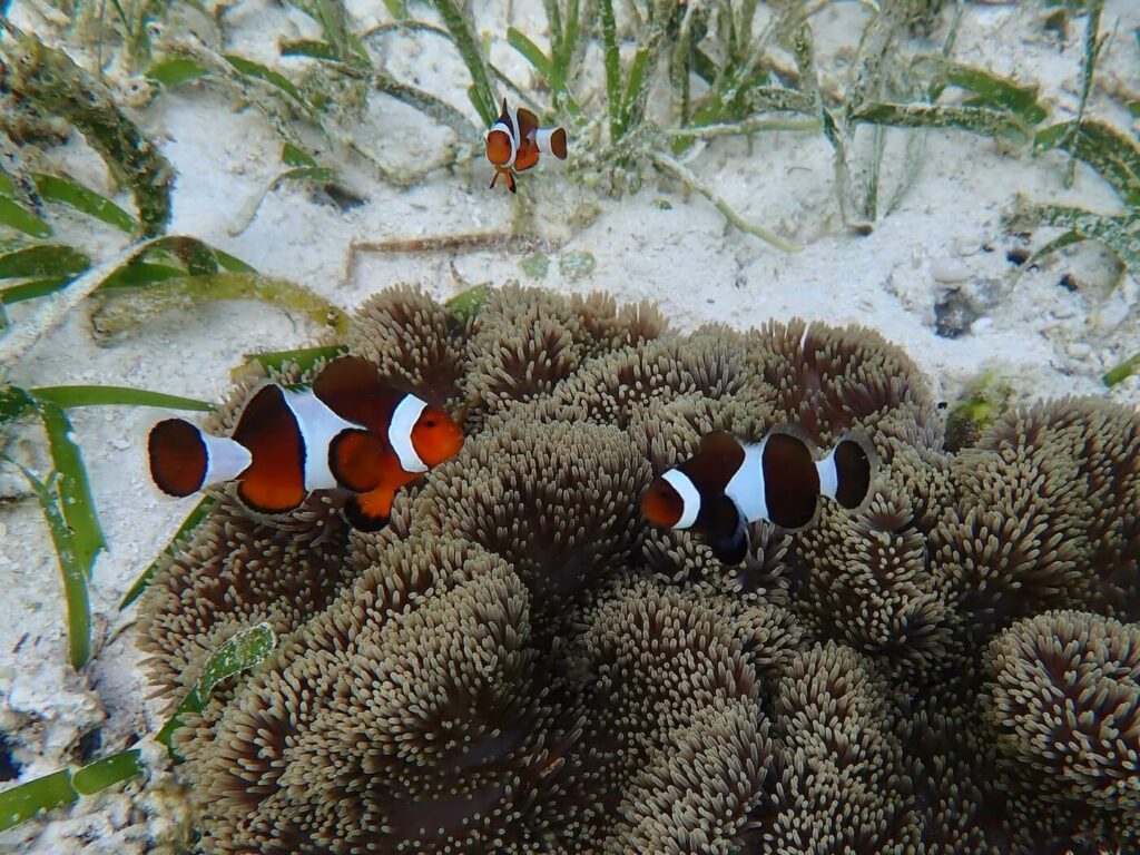 Ocellaris anemonefish in carpet anemone at Papua Explorers