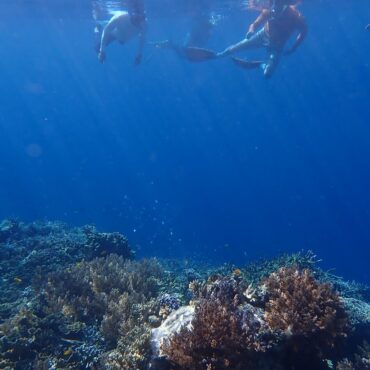 Snorkeling at Papua Explorers - Papua Explorers 2026