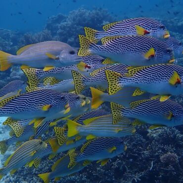 Sweetlips at Sawandarek - Papua Explorers 2026