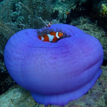 Ocellaris anemonefish - Papua Explorers 2026