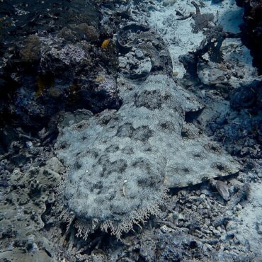 Wobbegong (Carpet Shark) at YenbraymokCoral reef at Wasrar Reef - Papua Explorers 2026