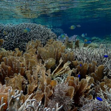 Coral reef at