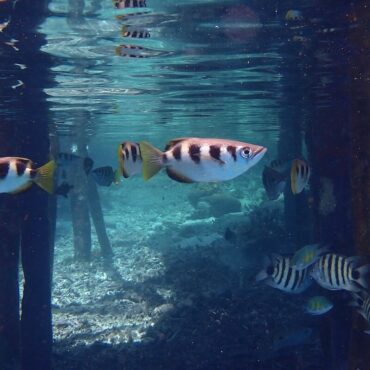 Archer fish in the mangrove - Papua Explorers 2026