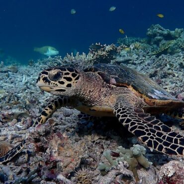 Hawksbill turtle - Papua Explorers 2026