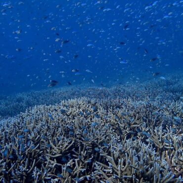 Coral reef in Raja Ampat - Papua Explorers 2026
