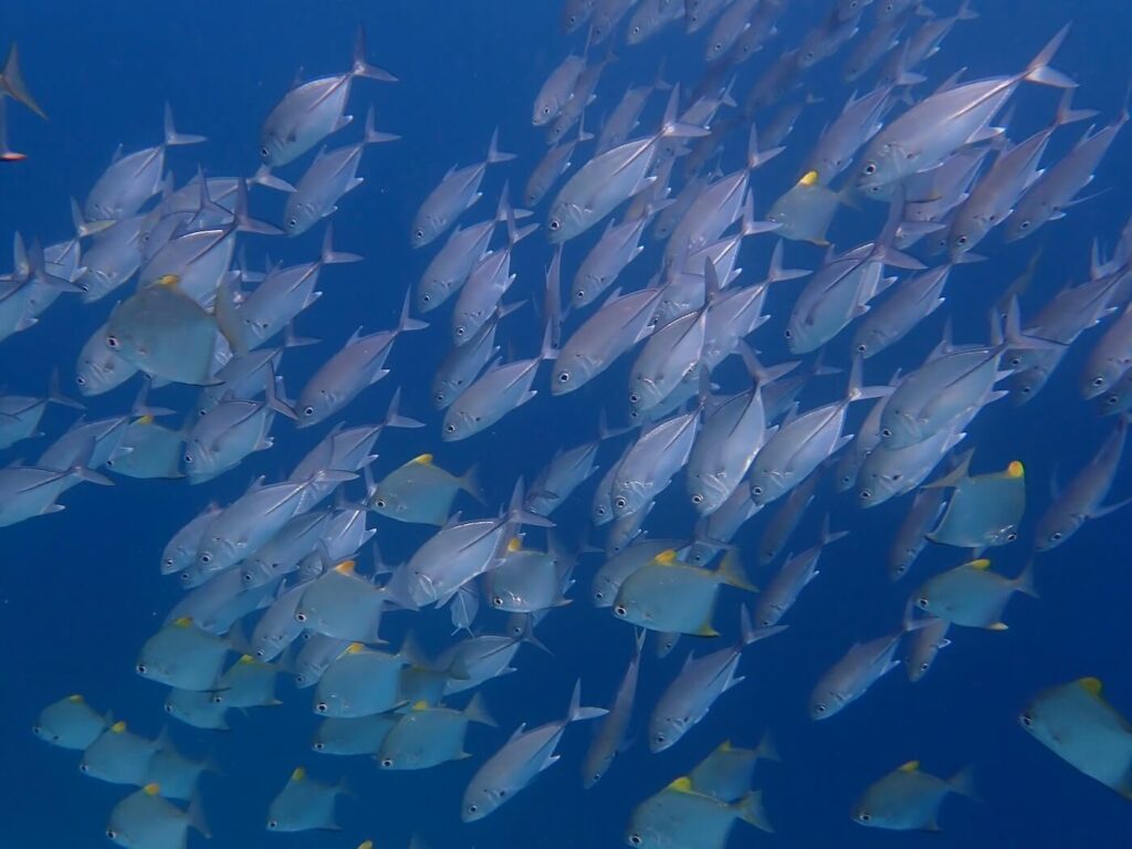 School of jacks at Papua Explorers House Reef