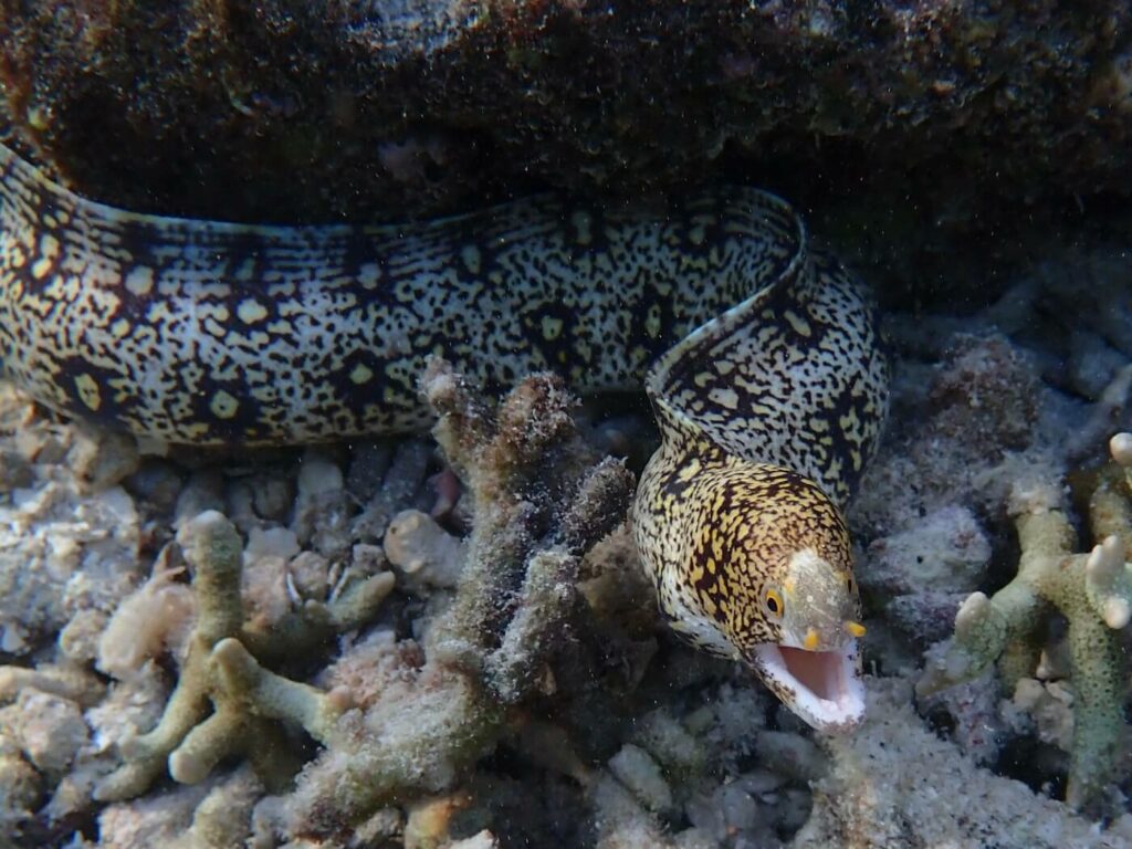 Snowflake moray at Papua Explorers