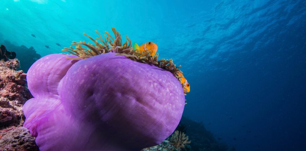 Maldives Snorkeling Liveaboard