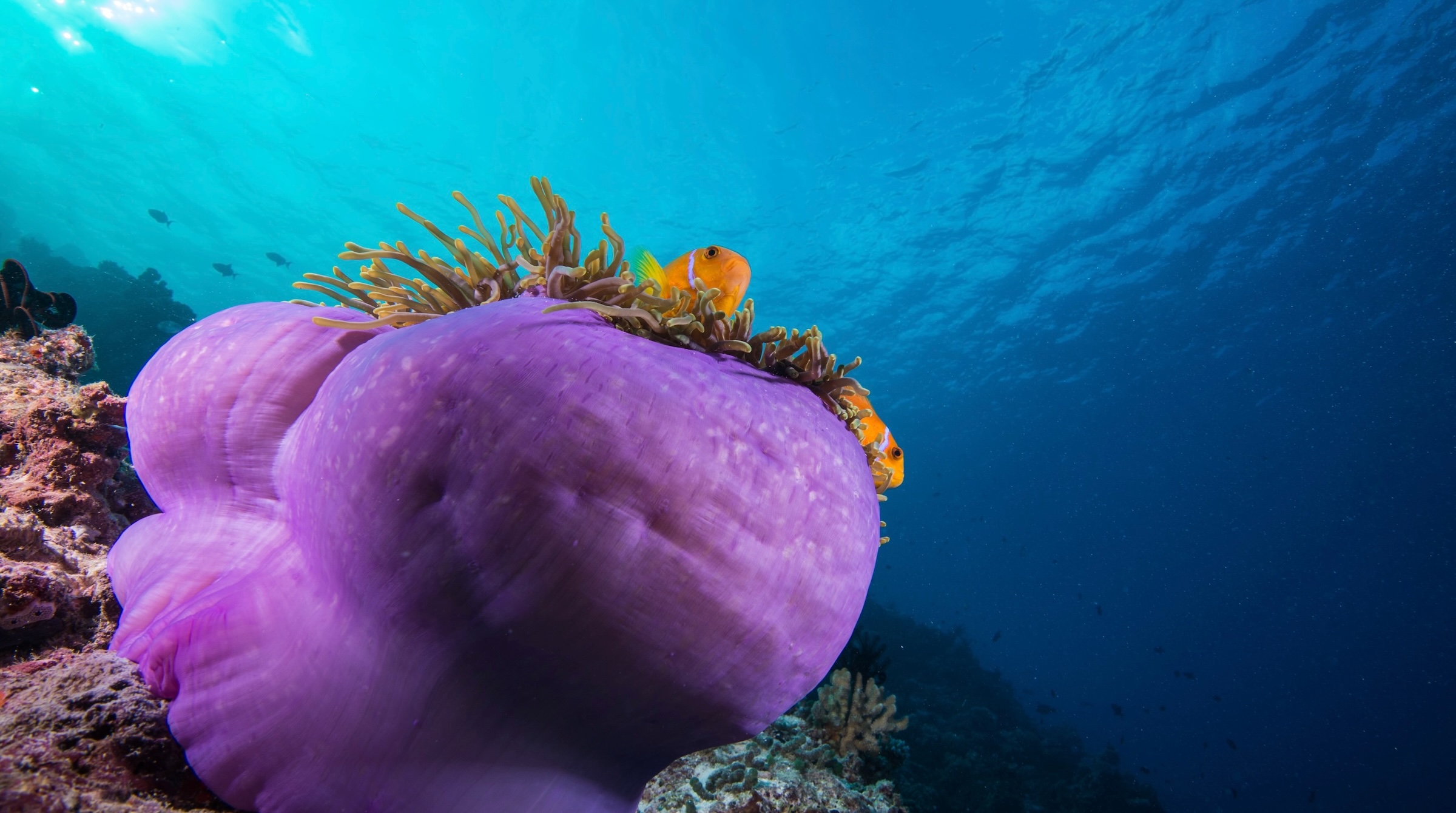 Maldives Snorkeling Liveaboard