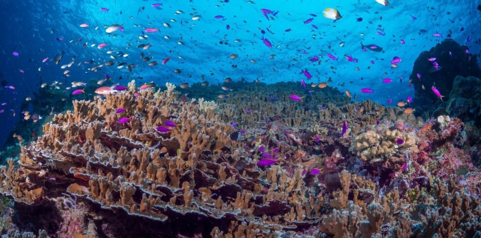 Solomon Islands Snorkeling Liveaboard
