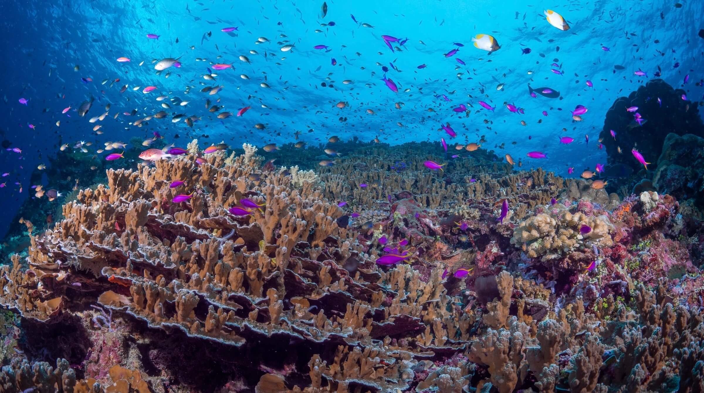 Solomon Islands Snorkeling Liveaboard
