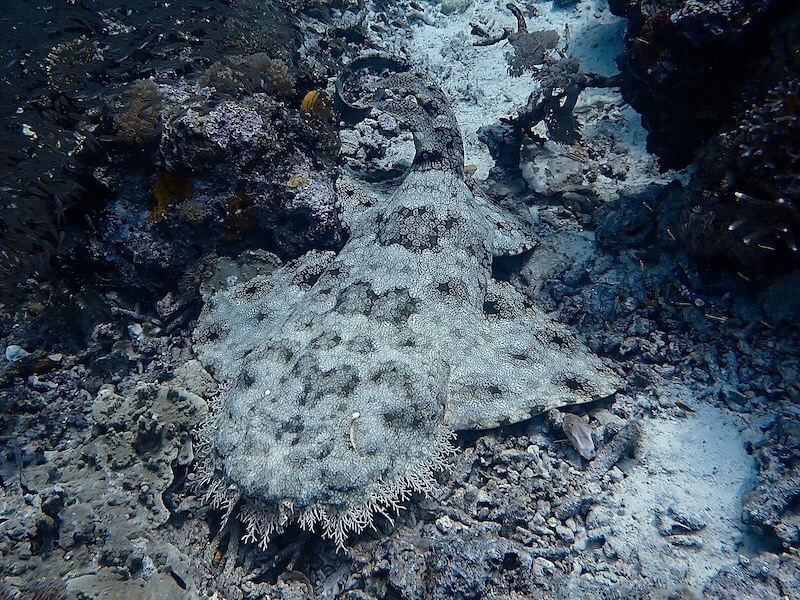 Wobbegong in Raja Ampat